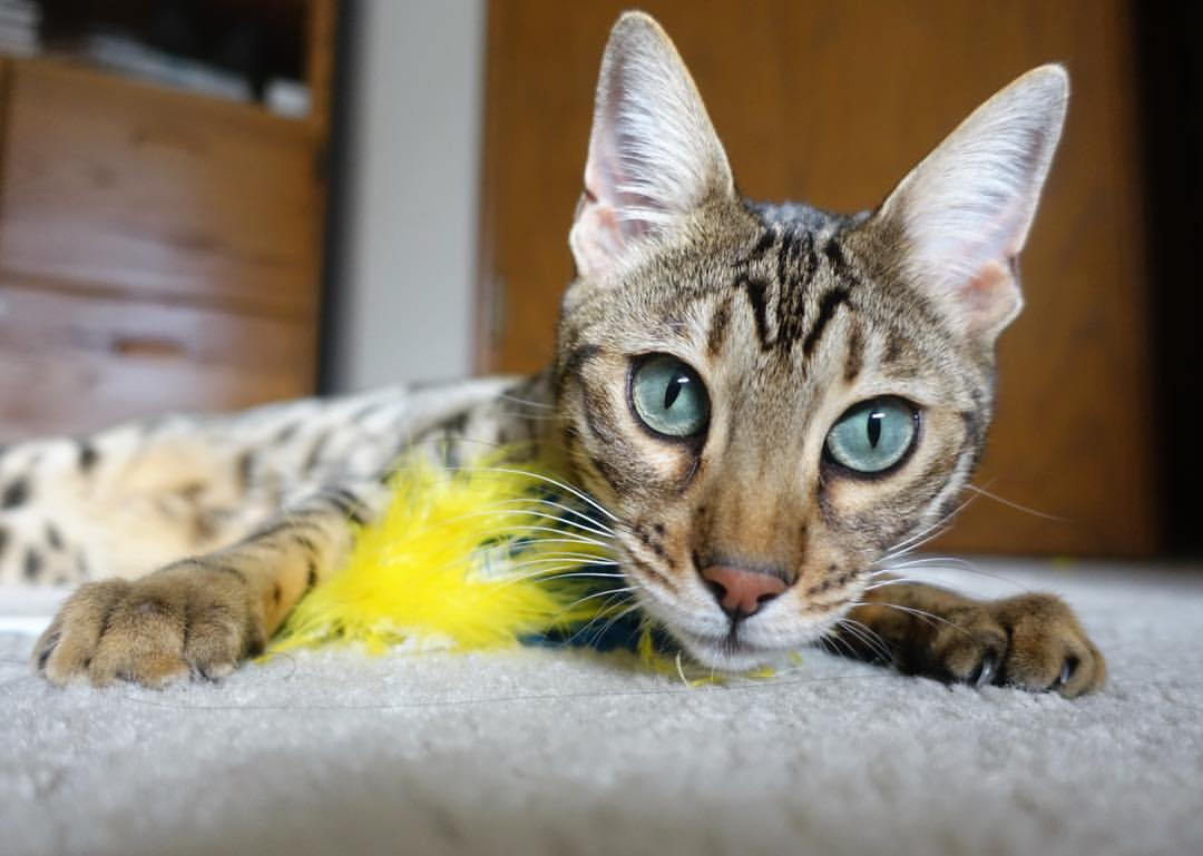 pg电子模拟器试玩在线-锡安末节狂飙定乾坤，吉林力克新疆展韧性