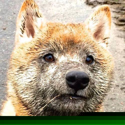 东方钢琴师的战术交响曲，波兰战术完美压制雷恩，李刚仁存在感拉满