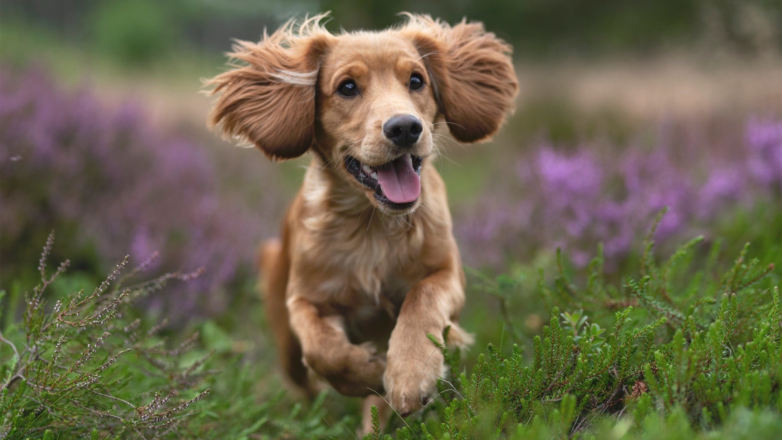 篮球世界的双重奏,太阳狂胜勇士,东契奇在意甲焦点战接管比赛