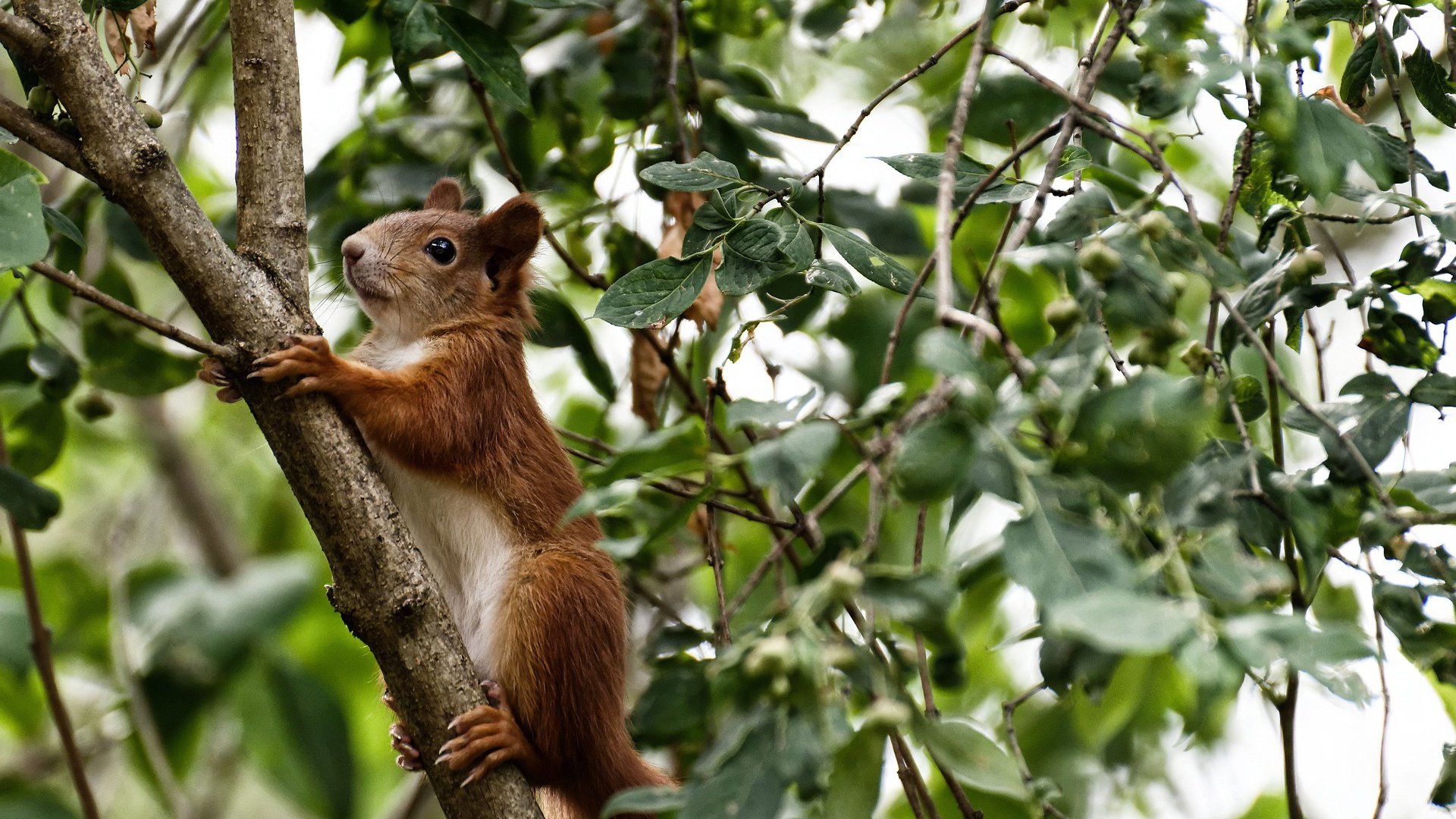 阿劳霍的封神之战,总决赛之夜的绝对压制与王朝序章