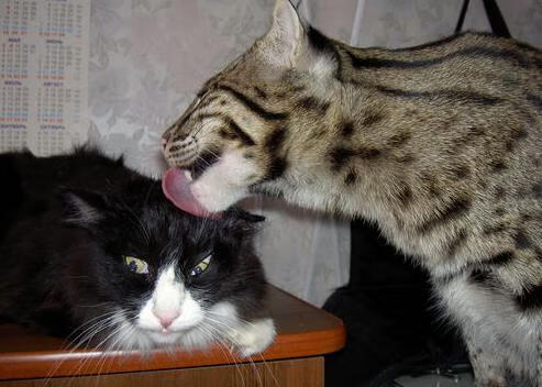 教科书式碾压!布克狂砍33分助凯尔特人掀翻上海队