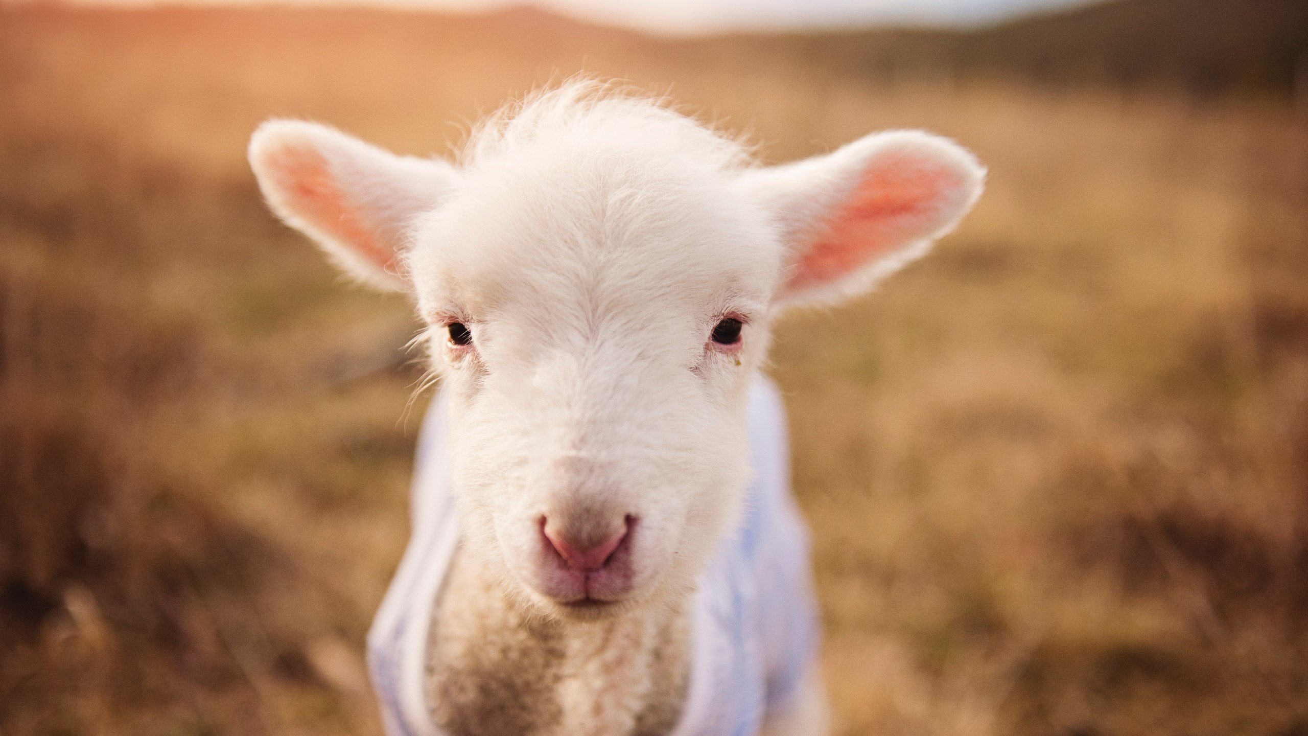 pg电子试玩网站-草根英雄的逆袭，纽约尼克斯如何在1999年总决赛扼住活塞的咽喉