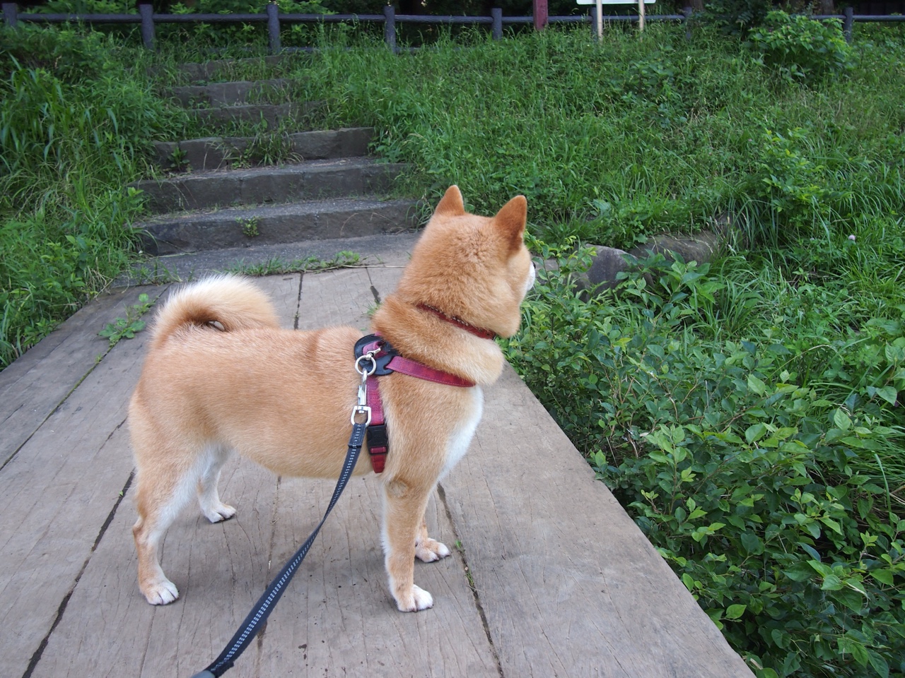 pg电子娱乐-东方蓝武士挑战三狮军团，法比尼奥筑起中场屏障，胜负的天平将向何处倾斜？