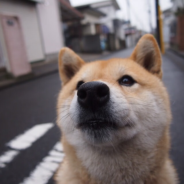 跨界制霸,当爵士铁血封喉紫金,范弗利特在马德里奏响交响