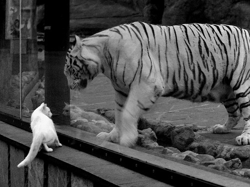 pg电子游戏-特奥主导的节奏狂想曲，意甲焦点战之夜的战术革命