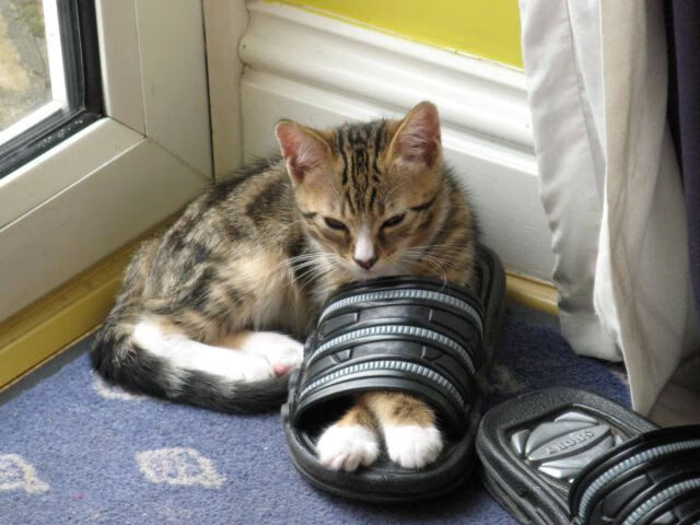 铁闸与交响乐，卡瓦哈尔制胜演出，奥地利正面击溃牙买加