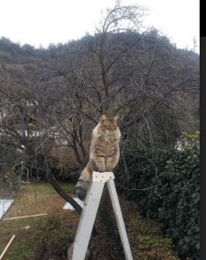 pg电子模拟器-杜兰特火力全开摧毁防线，芝加哥公牛逆转山西队获胜利