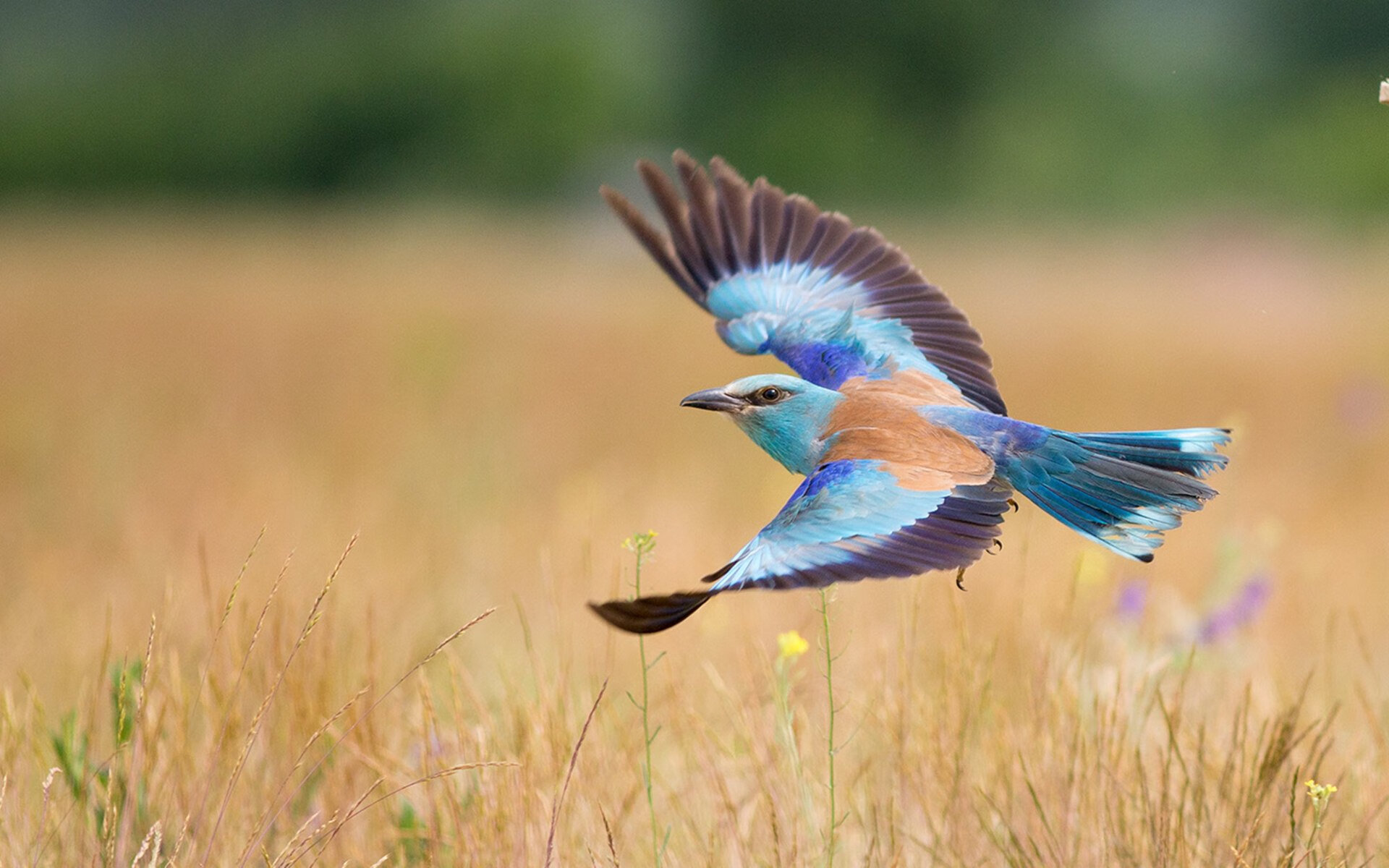 -以心为弦，贝恩的节奏如何拨动全队灵魂